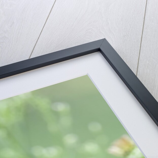 Swallow-tailed Butterfly by Anonymous