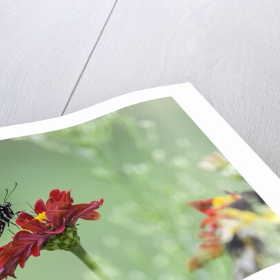 Swallow-tailed Butterfly by Anonymous