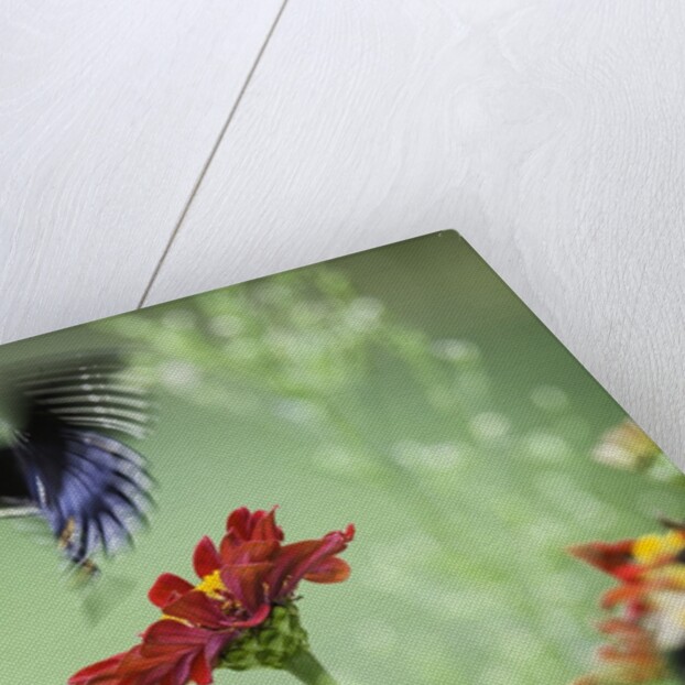 Swallow-tailed Butterfly by Anonymous