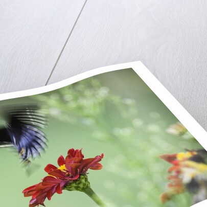 Swallow-tailed Butterfly by Anonymous