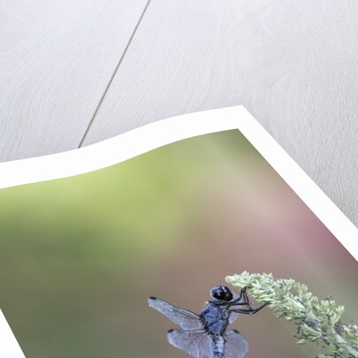 Dragonfly by Anonymous