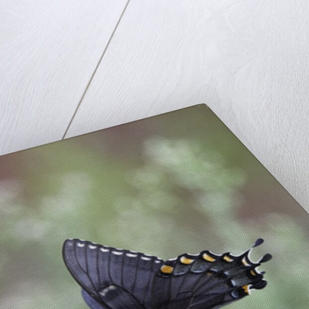 Swallow-tailed Burtterfly by Anonymous