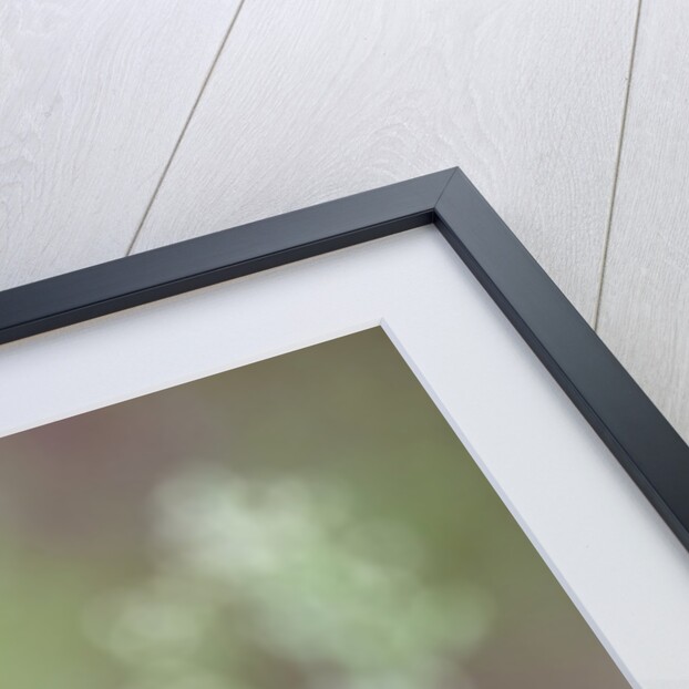 Swallow-tailed Burtterfly by Anonymous