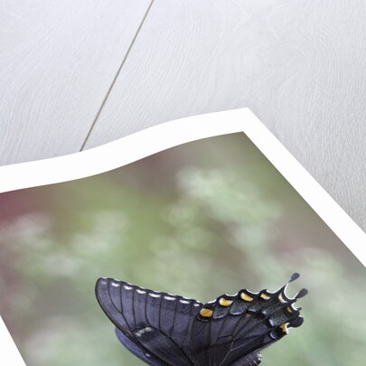 Swallow-tailed Burtterfly by Anonymous