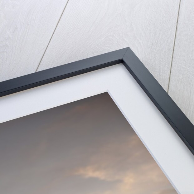Palm tree along sea promenade, Playa de las Americas, Tenerife, Canary Islands, Spain by Anonymous