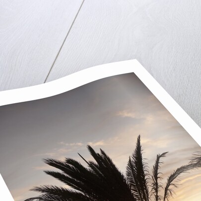 Palm tree along sea promenade, Playa de las Americas, Tenerife, Canary Islands, Spain by Anonymous