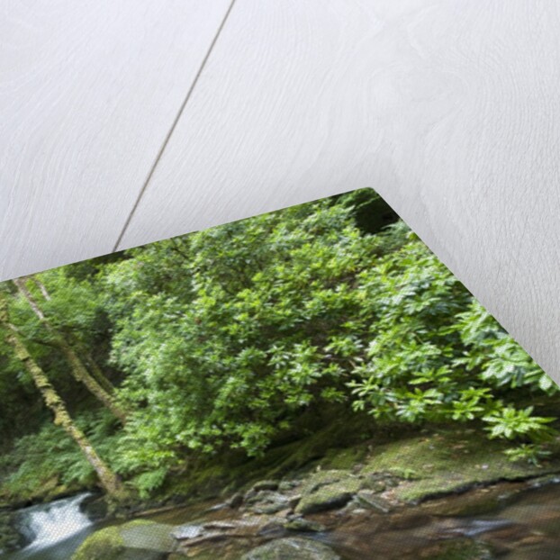 Torc Waterfall, Killarney National Park, Kerry County, Ireland by Anonymous