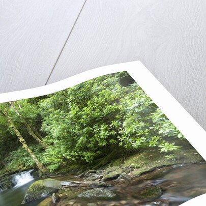 Torc Waterfall, Killarney National Park, Kerry County, Ireland by Anonymous