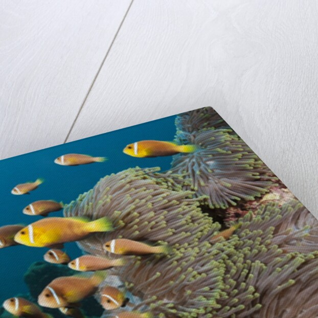 School of endemic Maldives Anemonefish by Anonymous