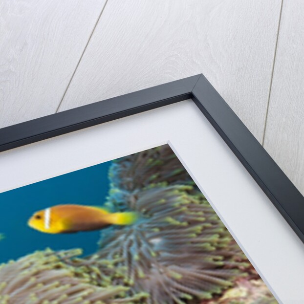 School of endemic Maldives Anemonefish by Anonymous