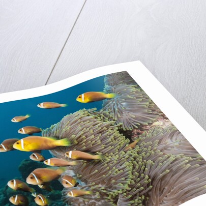 School of endemic Maldives Anemonefish by Anonymous