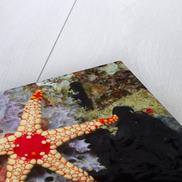 Red Mesh Starfish by Anonymous