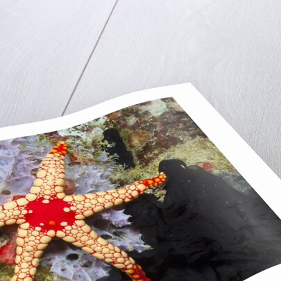 Red Mesh Starfish by Anonymous