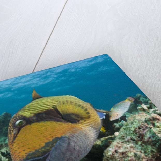 Moustache Triggerfish by Anonymous