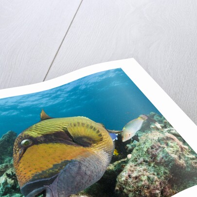 Moustache Triggerfish by Anonymous