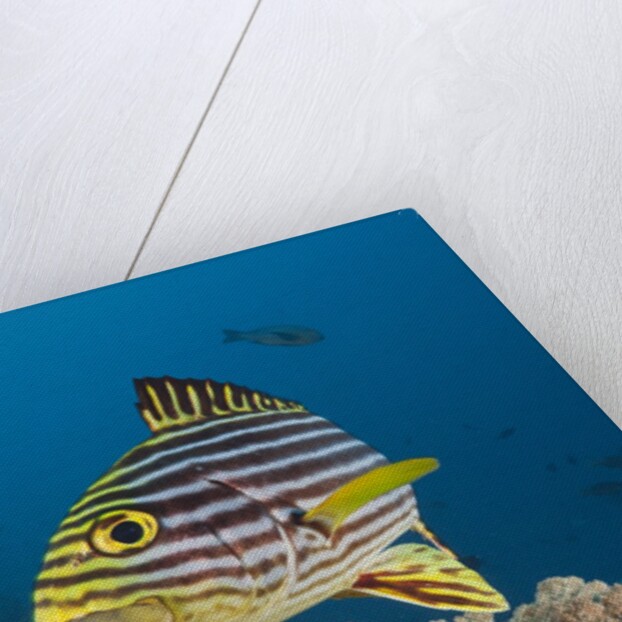 Oriental Sweetlips by Anonymous
