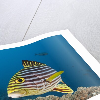 Oriental Sweetlips by Anonymous