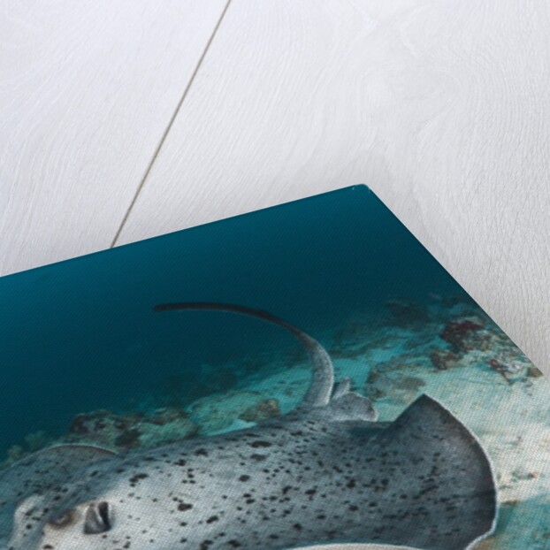 Black-spotted Stingray by Anonymous