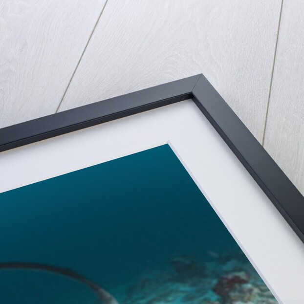 Black-spotted Stingray by Anonymous