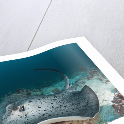 Black-spotted Stingray by Anonymous
