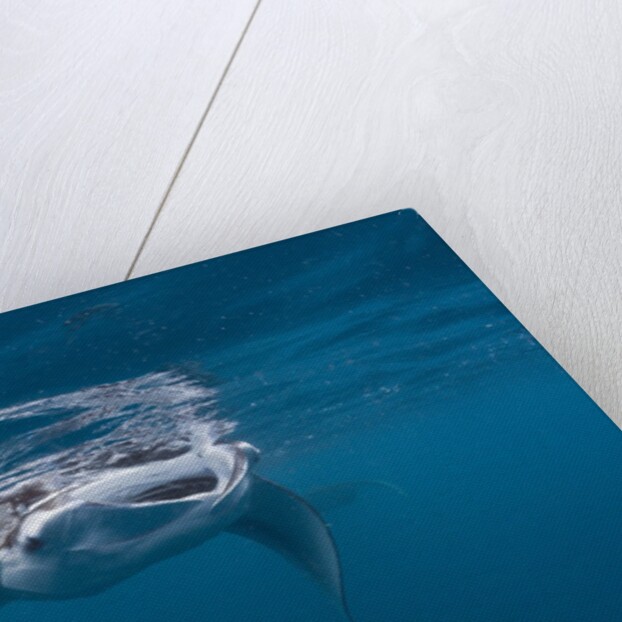 Manta Ray filter feeding by Anonymous