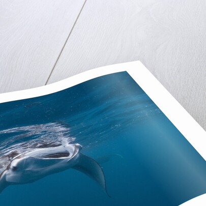 Manta Ray filter feeding by Anonymous