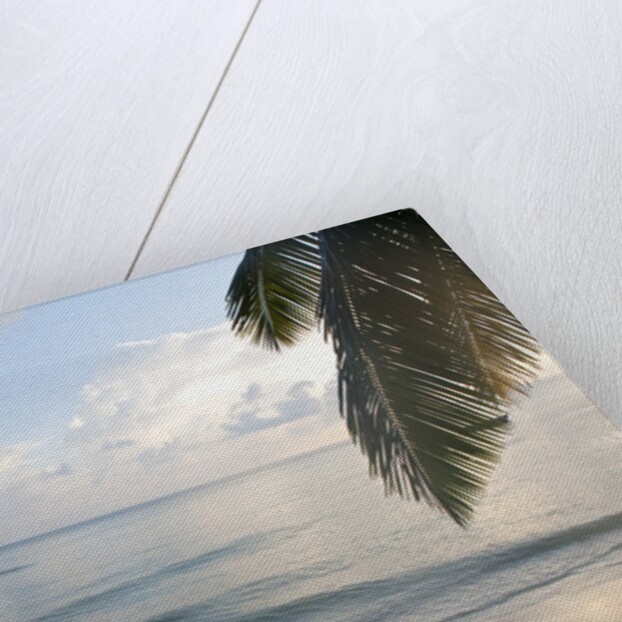 Landscape with palm leaves and beach at sunset, Grand Anse, Praslin Island, Seychelles by Anonymous