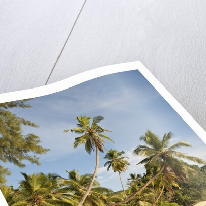 View of Takamaka Beach, Mahe, Seychelles by Anonymous