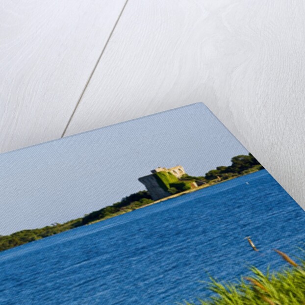 View of lake and reeds, Capalbio, Tuscany, Italy by Anonymous
