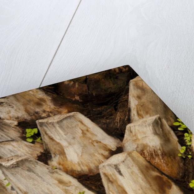 Palm Tree Bark by Anonymous