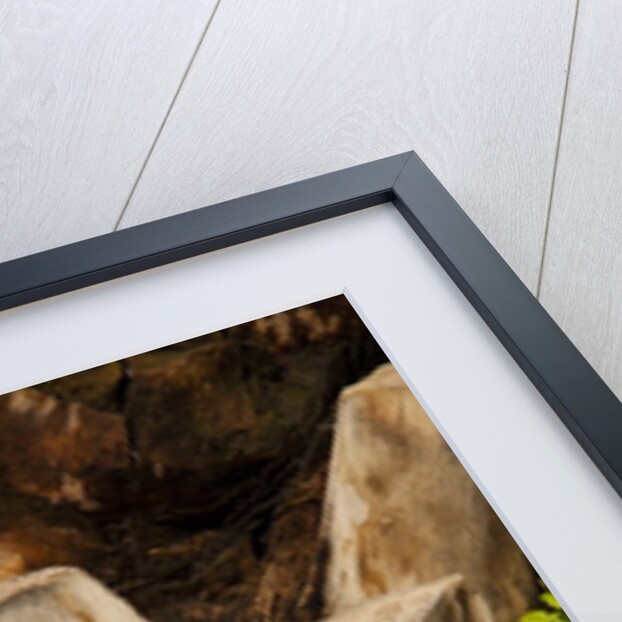 Palm Tree Bark by Anonymous