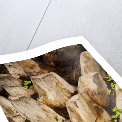 Palm Tree Bark by Anonymous