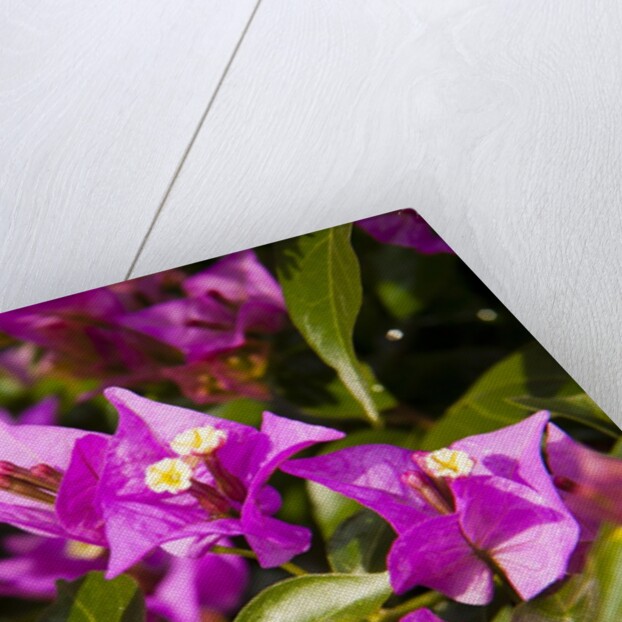 Bougainvillea Flowers by Anonymous