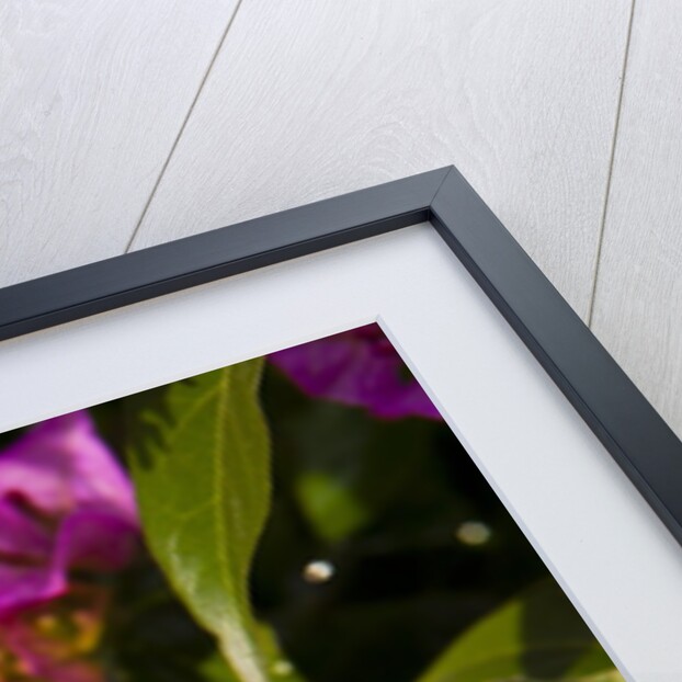 Bougainvillea Flowers by Anonymous