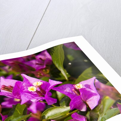 Bougainvillea Flowers by Anonymous