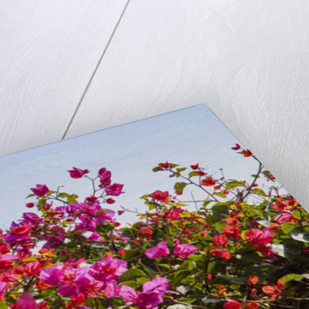 Bougainvillea Flowers by Anonymous