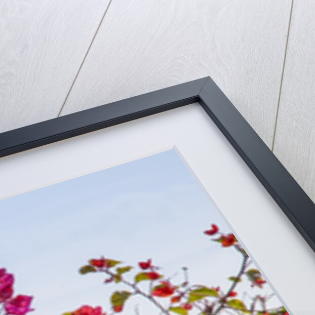 Bougainvillea Flowers by Anonymous