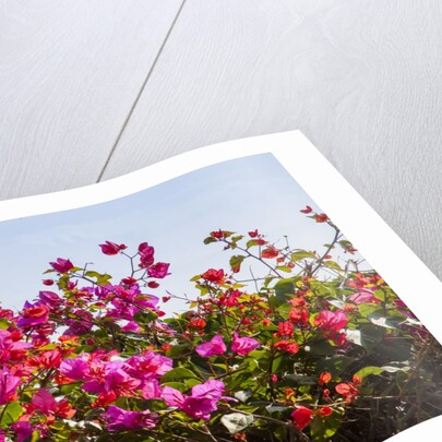 Bougainvillea Flowers by Anonymous