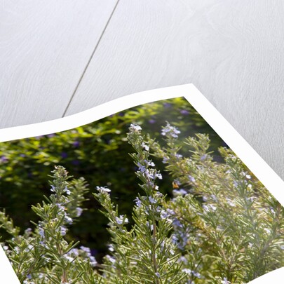Flowering Sage Bush by Anonymous