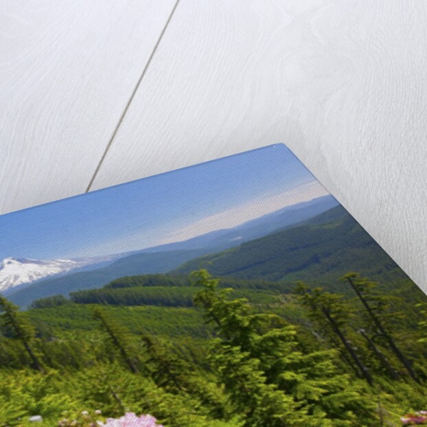 Mt. Hood National Forest by Anonymous