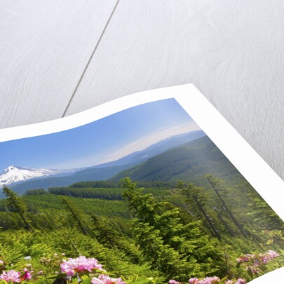 Mt. Hood National Forest by Anonymous