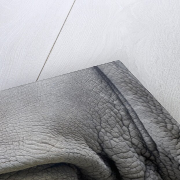 Detail, skin & shoulder of white rhinoceros (Ceratotherium simum) by Anonymous