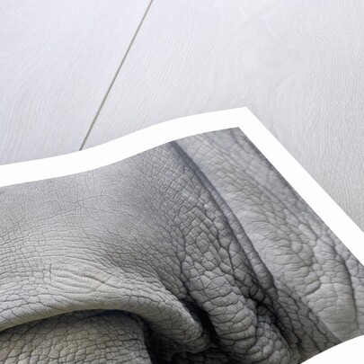 Detail, skin & shoulder of white rhinoceros (Ceratotherium simum) by Anonymous