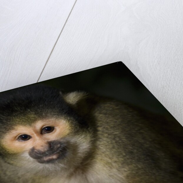 Black-handed spider monkey (Ateles geoffroyi) by Anonymous