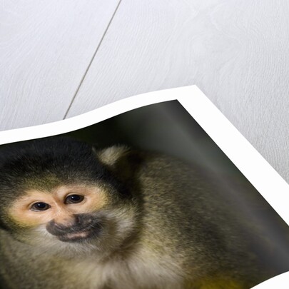 Black-handed spider monkey (Ateles geoffroyi) by Anonymous