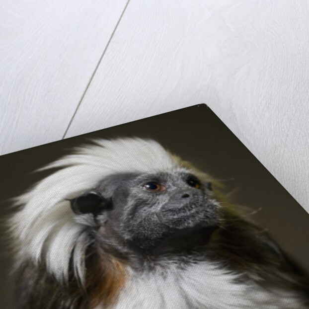 Cotton-top tamarin (Sanginus oedipus oedipus) by Anonymous