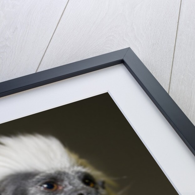 Cotton-top tamarin (Sanginus oedipus oedipus) by Anonymous