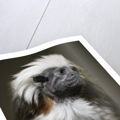 Cotton-top tamarin (Sanginus oedipus oedipus) by Anonymous