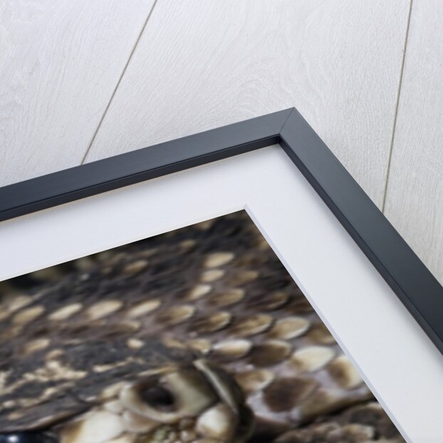 Eastern diamondback rattlesnake (Crotalus adamanteus) by Anonymous