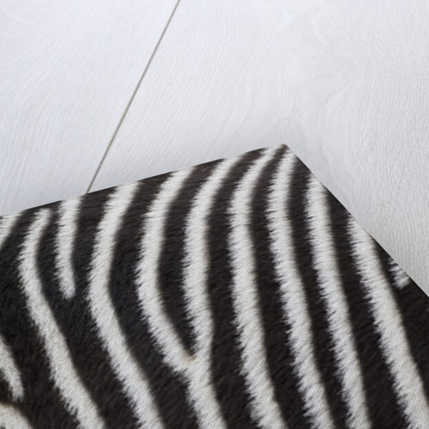 Pattern on side of Grevy's zebra (Equus grevyi) by Anonymous